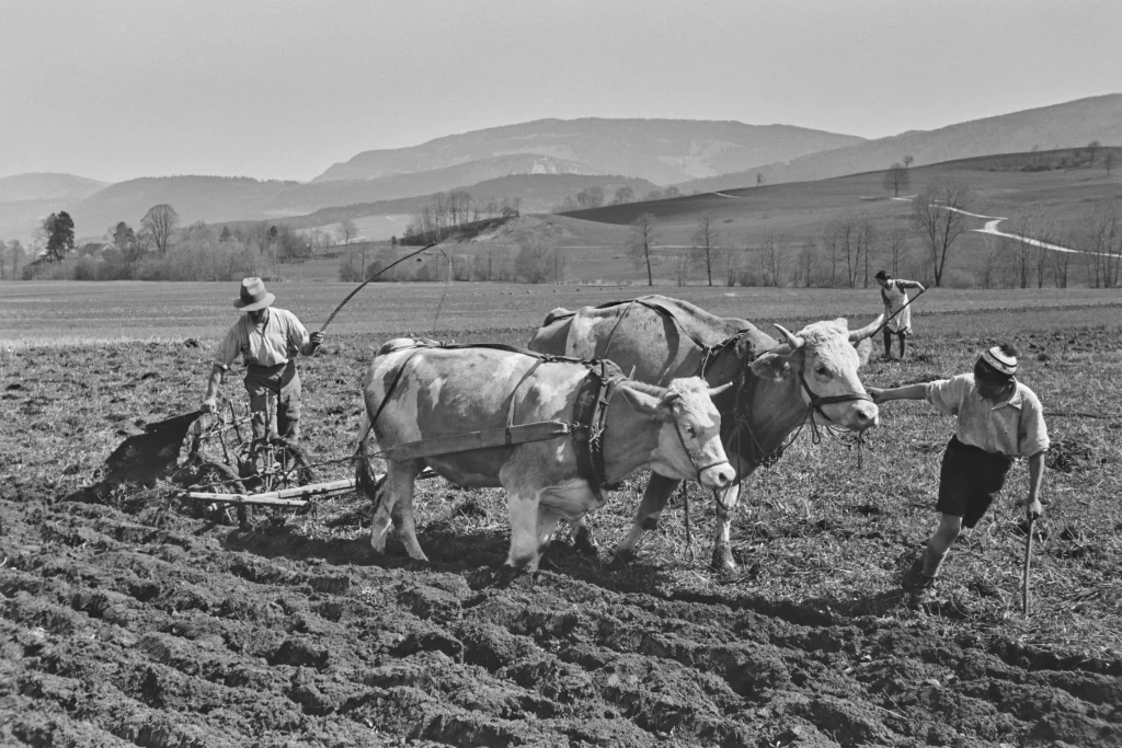 Enard frères | Travaux aux champs à Develier, 1940.