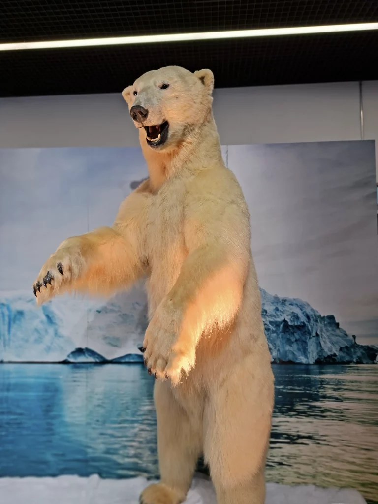 Christian Schneiter est taxidermiste mais aussi sculpteur. Ses ours plus vrais que nature ont envahi l'Esplanade…