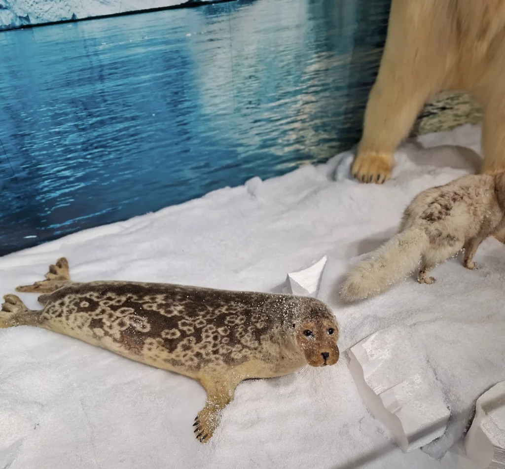 Christian Schneiter est taxidermiste mais aussi sculpteur. Ses ours plus vrais que nature ont envahi l'Esplanade…